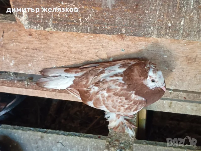 Гълъби демкежи топ качество , снимка 10 - Гълъби - 49071204
