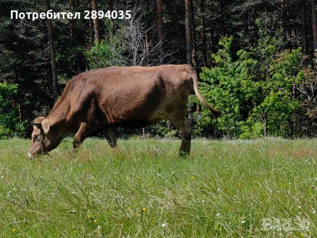 заплодени юнички , снимка 3 - Крави - 54847173
