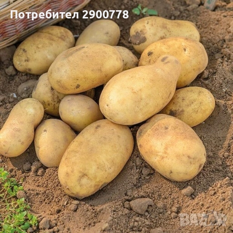 Продавам едри картофи 0.30 евро