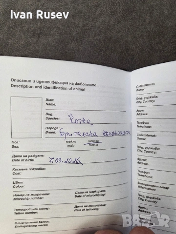британско женско коте , снимка 4 - Британска късокосместа - 54583585