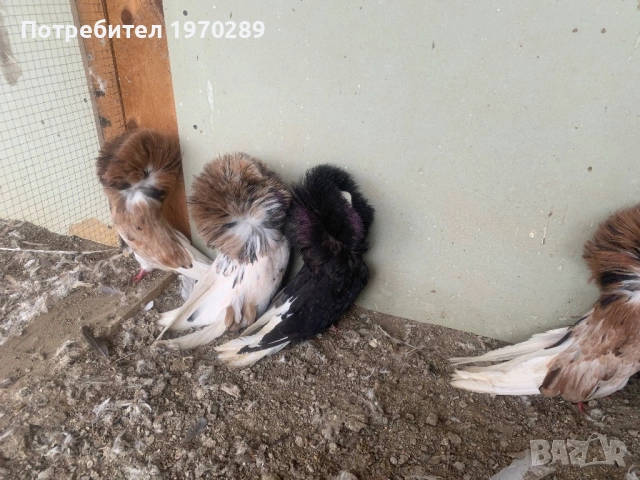 Якалии, снимка 3 - Гълъби - 54283356