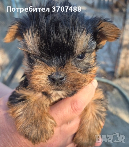 Йоркширски териер , снимка 4 - Други - 54313889