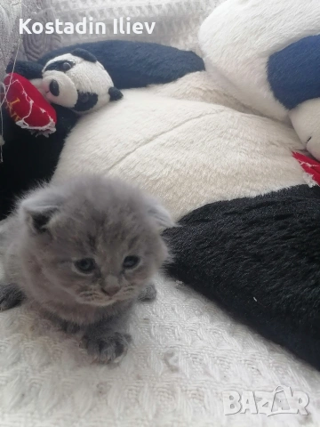 Продавам шотландски британски котета , снимка 4 - Британска късокосместа - 51262192