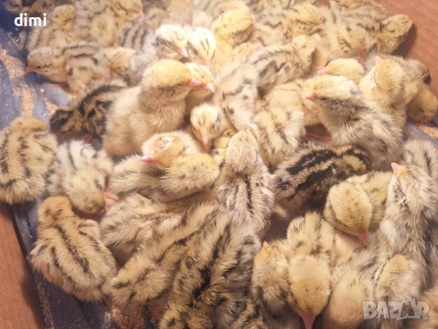 ПЪДПЪДЪЦИ ПРОДАВАМ , снимка 3 - Други - 54731421
