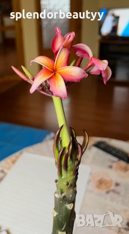 Плумерия (Frangipani) – Хавайско цвете, снимка 11 - Стайни растения - 54999376