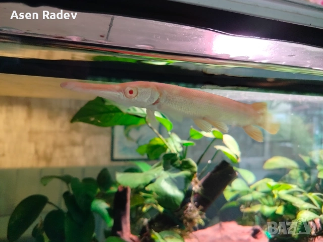Albino Alligator Gar fish., снимка 2 - Рибки - 55052535