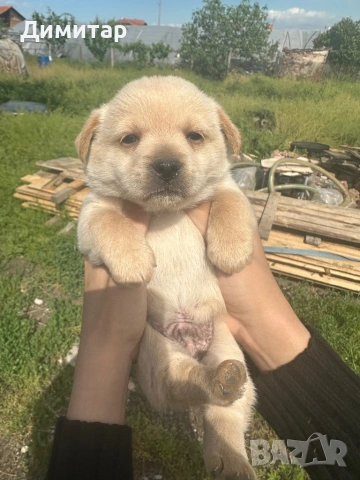 Кученца, снимка 6 - Други - 54587650