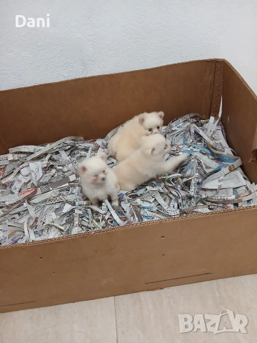 Mini Pomerani, снимка 5 - Померан - 55083566