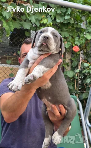 Американско були ХЛ /American bully XL, снимка 6 - Други - 55673984