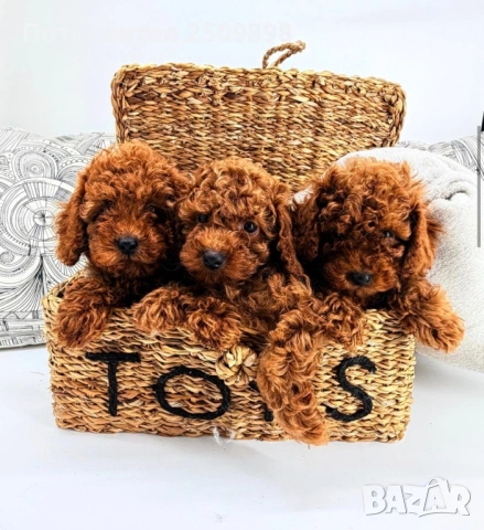 Той Пудел/ Toy Poodle , снимка 2 - Пудели - 54831085