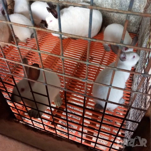 Продавам калифорнийски зайци , снимка 3 - Други - 53454706