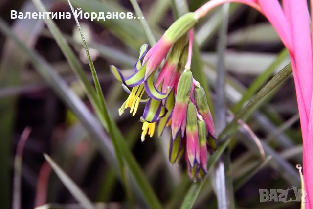 билбергия красиво стайно цвете , снимка 2 - Стайни растения - 55303536