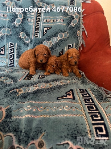 Той пудели ред априкот , снимка 8 - Пудели - 54313703