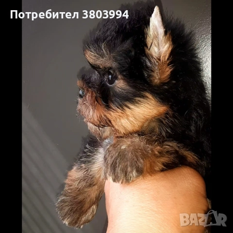 Йоркширски териери на различни възрасти , снимка 5 - Йоркширски териер - 55144188