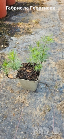 Кореопсис Загреб , снимка 3 - Градински цветя и растения - 54233165