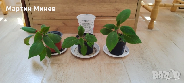 Kohleria amabilis, снимка 7 - Стайни растения - 51996694