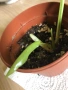 Philodendron Burle Marx Variegata , снимка 4