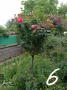 Щамбови рози, цветово разнообразие., снимка 7