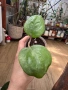 Hoya Хоя Balaensis , снимка 2
