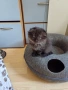 Шотландски клепоухи, снимка 2