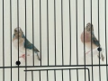 Сини Гулдови амадини , снимка 2