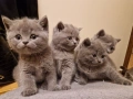 Британчета си търсят дом, снимка 2