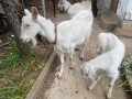Продавам кози, снимка 1
