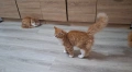 Персийски котета, снимка 8