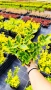 Евонимус Ауреа, Euonymus Japonica Aurea, снимка 10