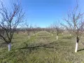 Овощна градина Сини сливи Стенли , снимка 3