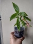 Колумнея, columnea Schiedeana, снимка 1