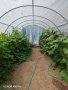 Продавам краставици сорт Гергана, снимка 2