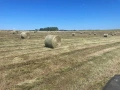Бали сено 2026 ТОП, снимка 2