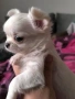 Чихуахуа момиченце, снимка 5