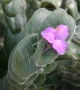 Сукулент Tradescantia sillamontana растение , снимка 1