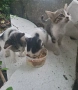 Котета търсят дом, снимка 9