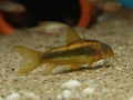 Сомче, сомче corydoras gold laser, gold stripe, снимка 14