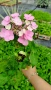 Хортензия Месалина, Hydrangea Messаlina  за сянка !, снимка 4
