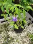 🌿 Трилистна клитория (Clitoria ternatea) – екзотична цъфтяща лиана, снимка 4