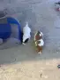 Джак ръсел териер мини, снимка 1