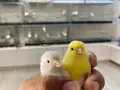 Канарчета Орфееви , снимка 2