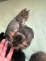 Подарявам малки котенце с хиг. навици, снимка 3