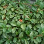 Котонеастър Дамери Мажор, Cotoneaster Dammeri Major, снимка 2