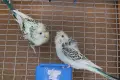 папагали хиликоптери, снимка 1