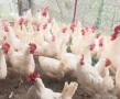 Продавам пиленца и кокошки, снимка 5
