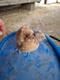 Мъжки пъдпъдъци , снимка 4