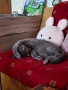 Синя британска късокосместа котка , снимка 3
