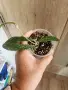 Хоя Rigidifolia splash, снимка 3