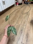 Hoya Хоя Coriacea Silver , снимка 1