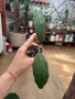 Hoya Хоя Finlaysonii sukirin, снимка 2